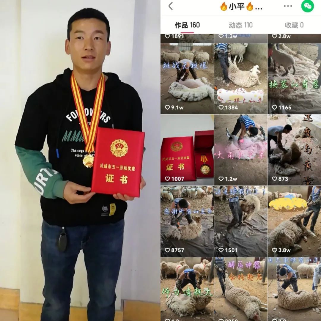 剪羊毛出圈的网红“小平”，月入三万，你心动了没！
