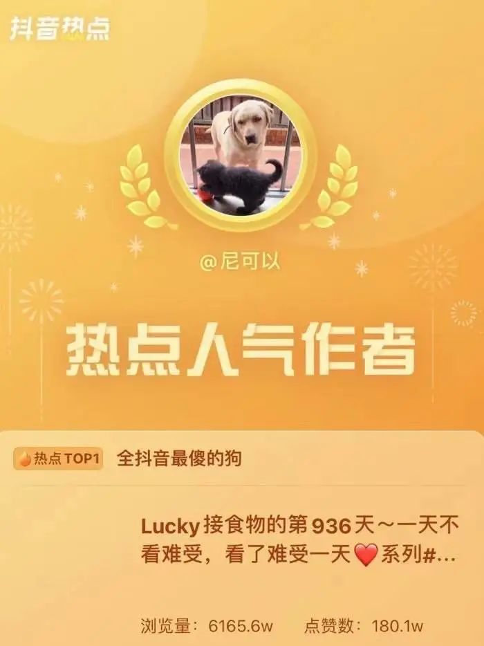 抖音尼可以与lucky“全抖音最傻的狗”他们的出圈故事