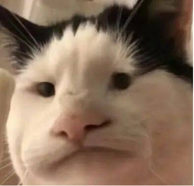 盒马改名盒盒马马冲上热搜，学会这些让你的品牌顺利出圈！