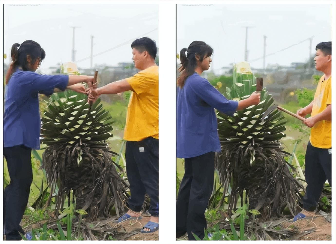 最新流量天花板！@茂茂的乡村生活疯狂收割8000w+播放！